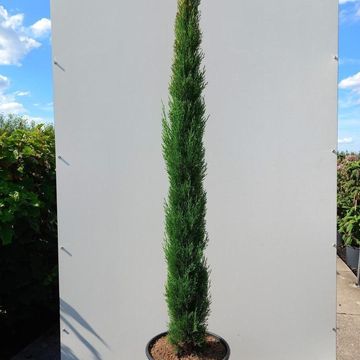 Cupressus sempervirens 'Pyramidalis'