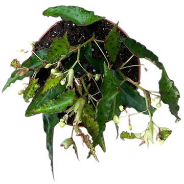 Begonia amphioxus