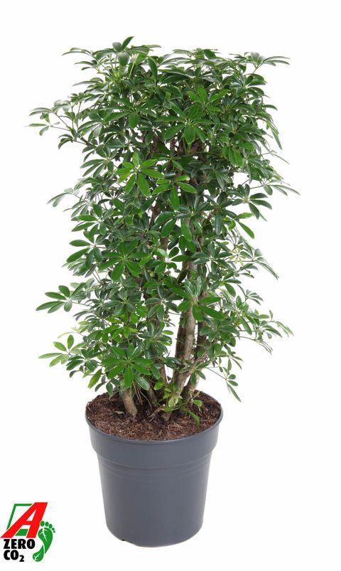 Schefflera arboricola 'Luseana'