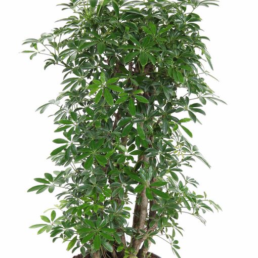 Schefflera arboricola 'Luseana'