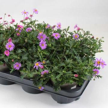 Brachyscome multifida MIX