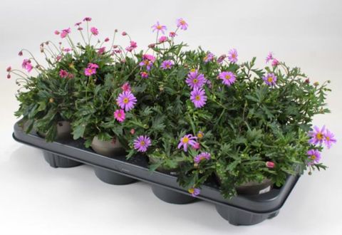 Brachyscome multifida MIX