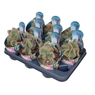 Cylindropuntia fulgida cristata