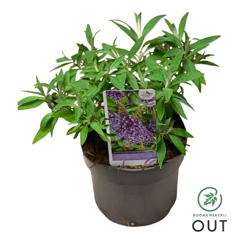 Buddleja davidii BUTTERFLY CANDY LILA SWEETHEART