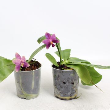 Phalaenopsis violacea