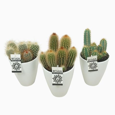 Cactus MIX