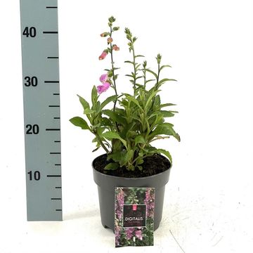 Digitalis 'Panther'