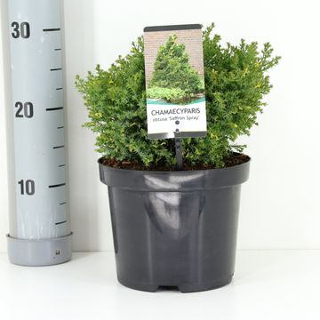 Chamaecyparis obtusa 'Saffron Spray'