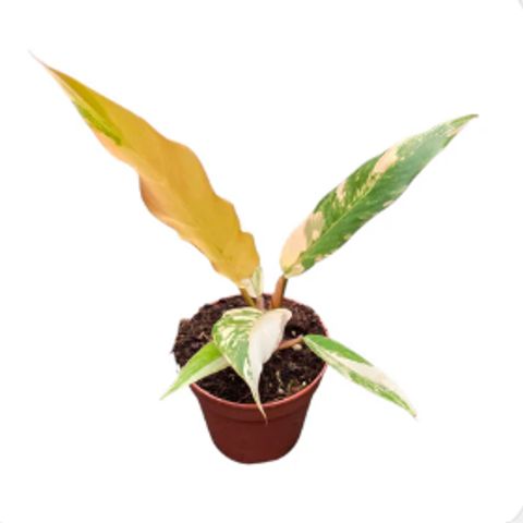 Philodendron 'Caramel Marble'