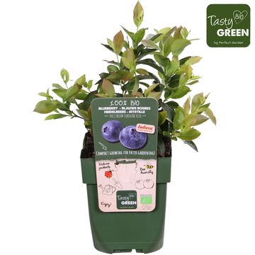 Vaccinium corymbosum 'Sunshine Blue'