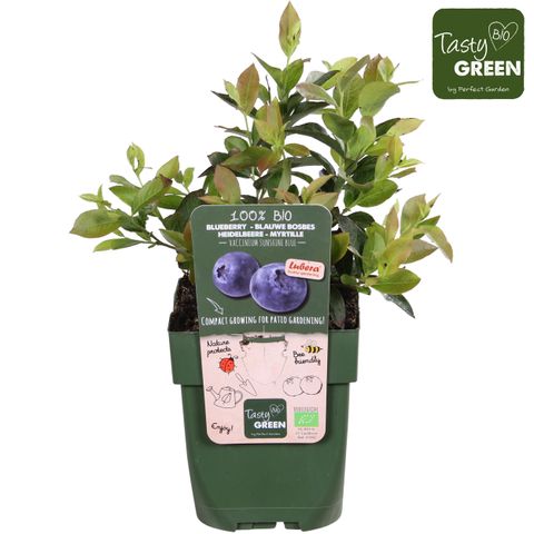 Vaccinium corymbosum 'Sunshine Blue'