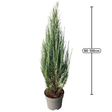 Juniperus scopulorum 'Blue Arrow'