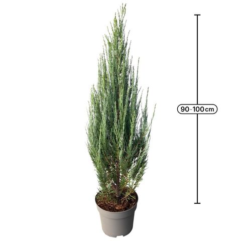 Juniperus scopulorum 'Blue Arrow'