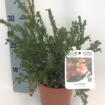 Grevillea lanigera 'Celia'