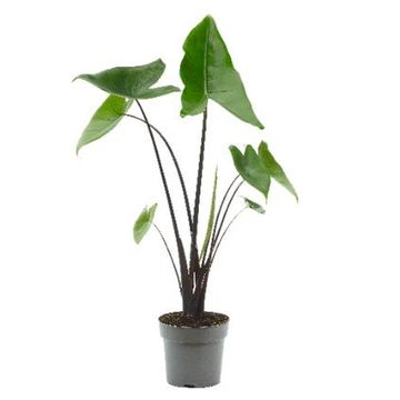 Alocasia 'Black Zebrina'