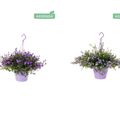 Campanula ADDENDA MIX