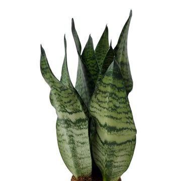 Sansevieria trifasciata 'Black Coral'