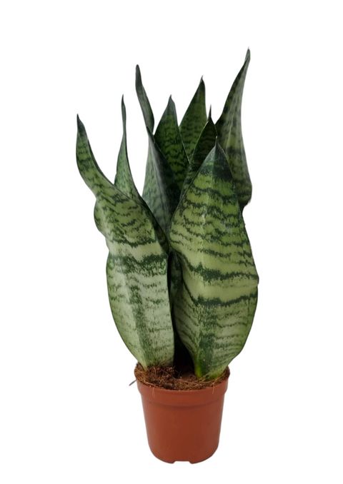 Sansevieria trifasciata 'Black Coral'