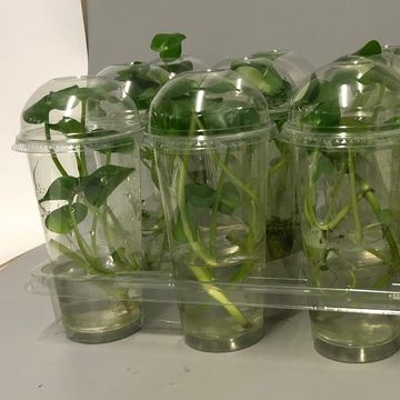 Heteranthera reniformis