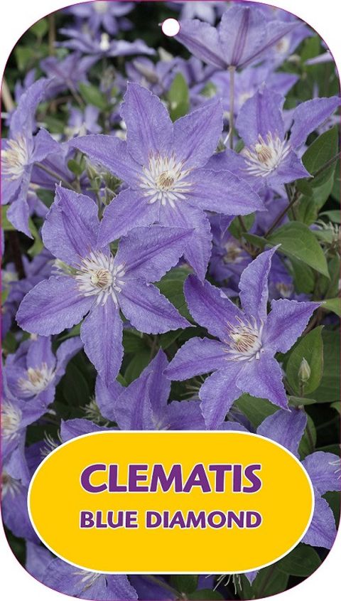 Clematis BLUE DIAMOND