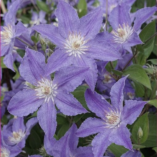 Clematis BLUE DIAMOND