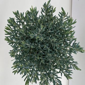Andromeda polifolia 'Blue Ice'