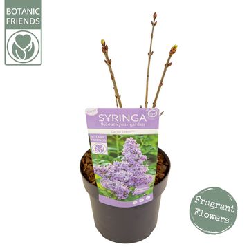 Syringa vulgaris CARPE DIEM