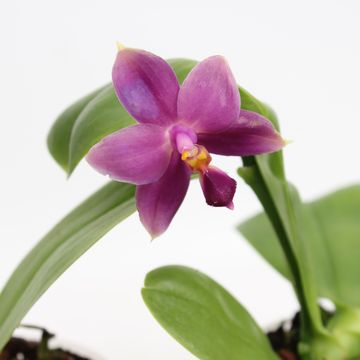 Phalaenopsis violacea