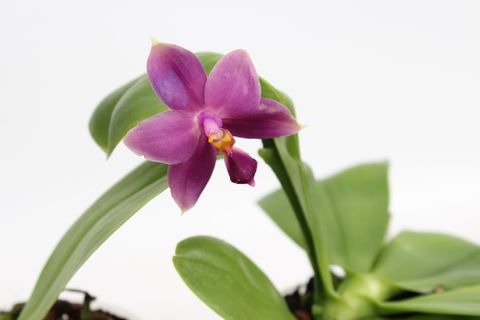 Phalaenopsis violacea