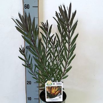 Leucadendron 'Safari Night'