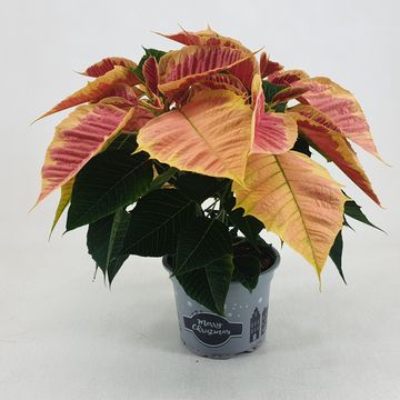 Euphorbia pulcherrima CHRISTMAS FEELINGS MARBLE