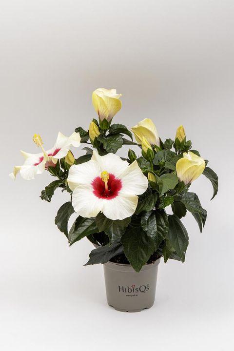 Hibiscus rosa-sinensis 'Adonicus White'