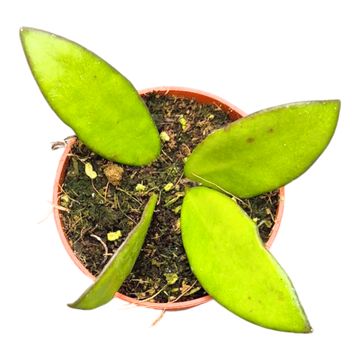 Hoya davidcummingii