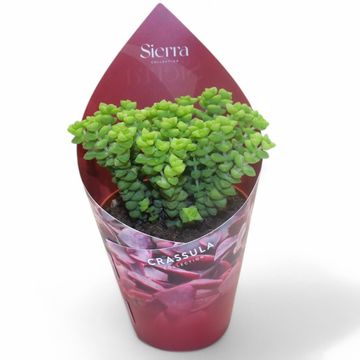 Crassula 'Tom Thumb'