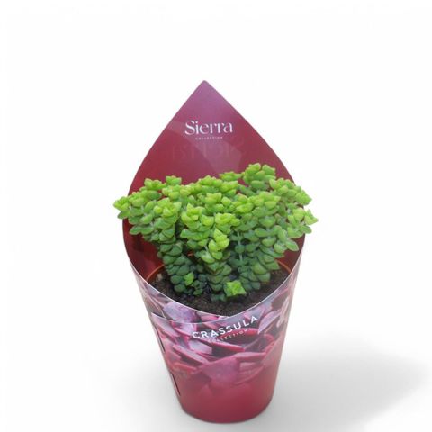 Crassula 'Tom Thumb'