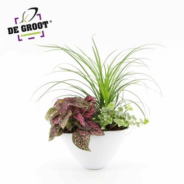 Düzenlemeler Houseplants