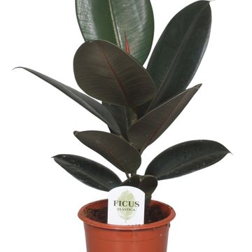 Ficus elastica 'Abidjan'