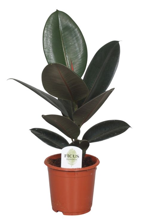 Ficus elastica 'Abidjan'