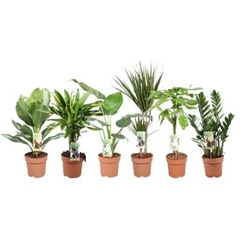 Plantas o interior MIX