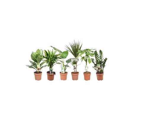 Houseplants MIX