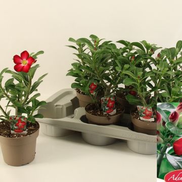 Adenium obesum 'Anouk'