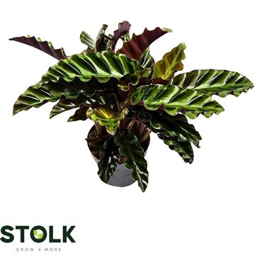 Calathea 'Velvet Glory'