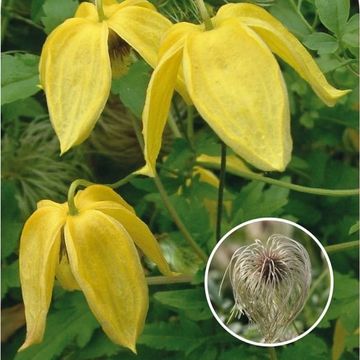 Clematis 'Lambton Park' (Ta)