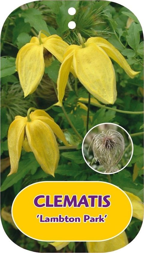 Clematis 'Lambton Park' (Ta)