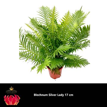 Blechnum gibbum 'Silver Lady'