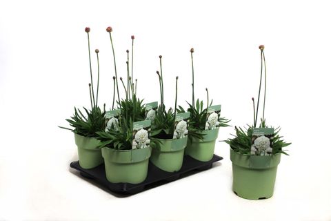 Armeria pseudarmeria 'Ballerina White'