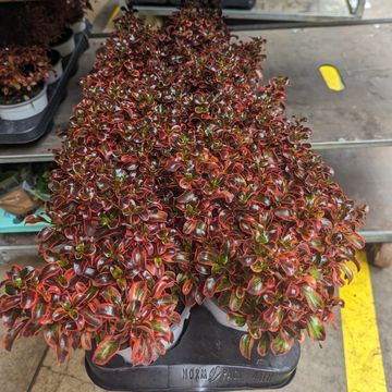 Coprosma repens 'Red Ruby'