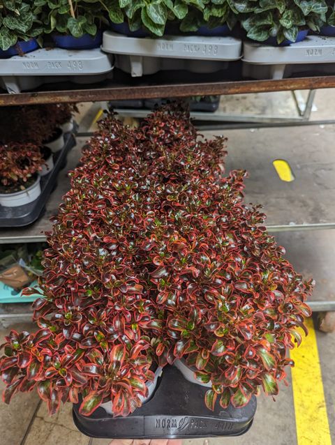 Coprosma repens 'Red Ruby'