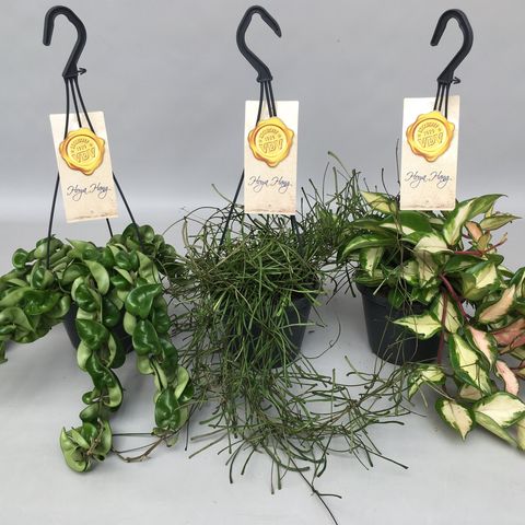 Hoya MIX (van der Velden, Hkw.)