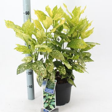 Aucuba japonica 'Crotonifolia'